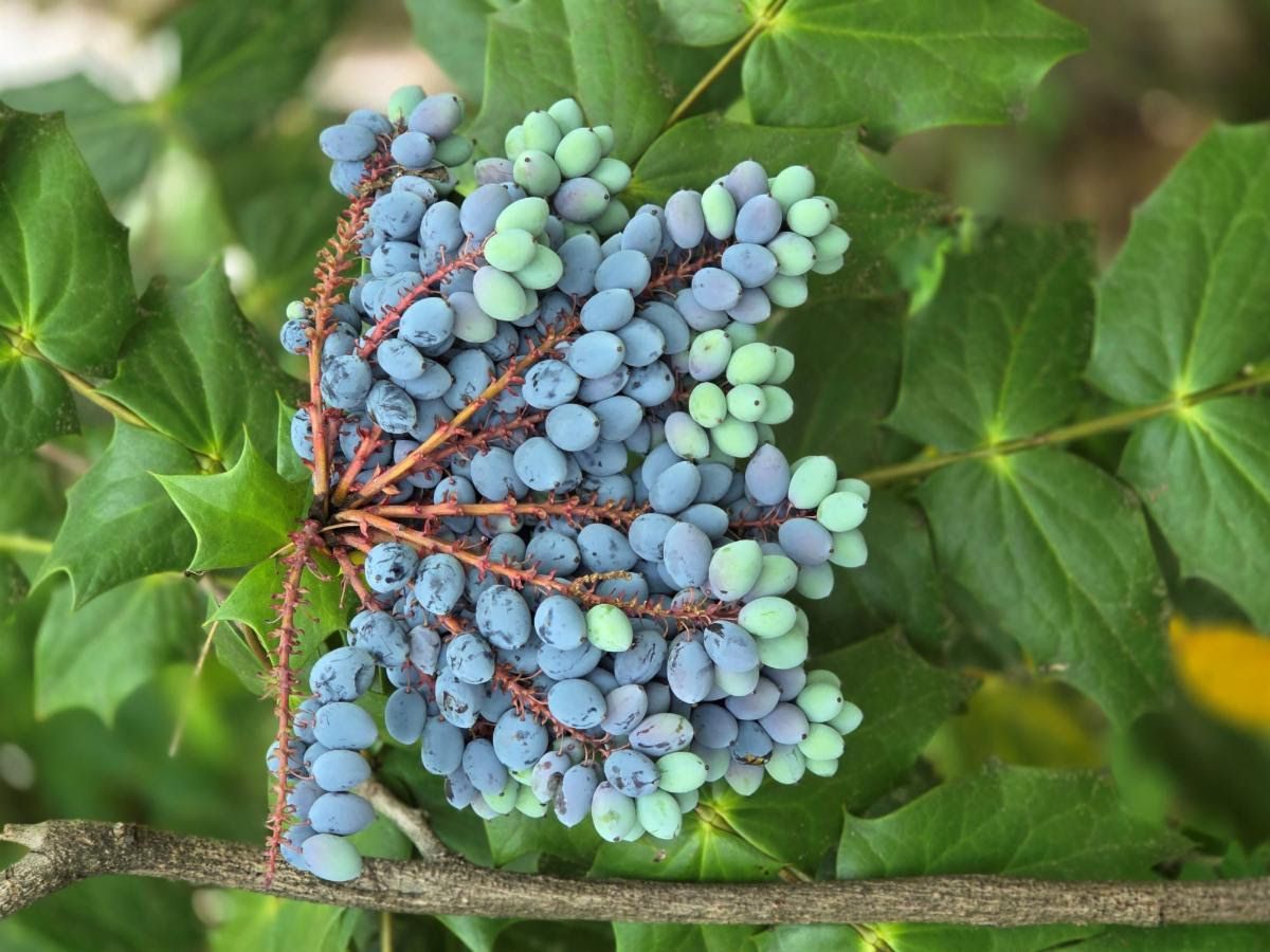 Grapes